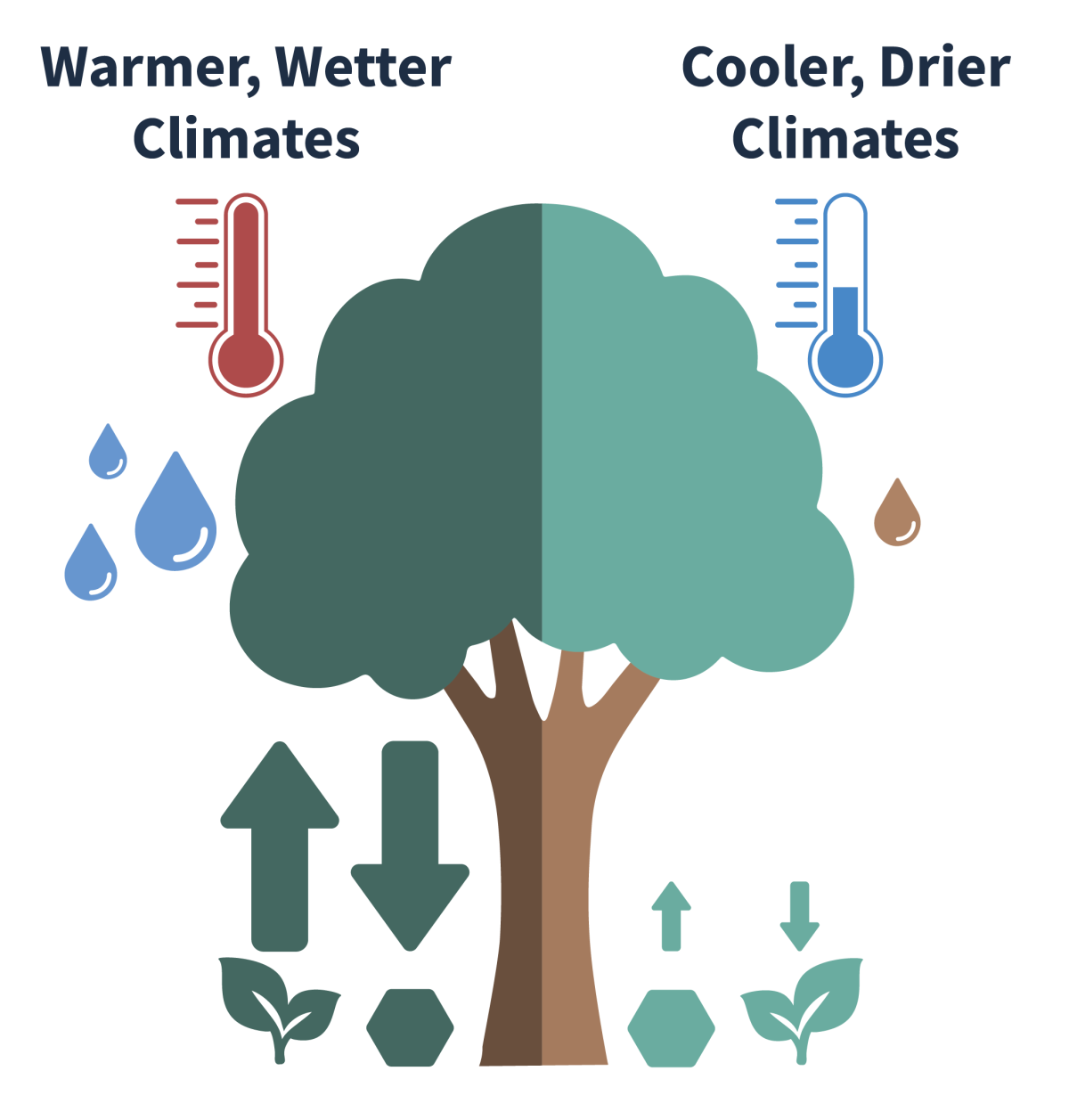 Illustrated comparison of warmer wetter climates on the left side and cooler, drier climates on the right side. Warmer wetter climates includes arrows indicating high rates of vegetation productivty and carbon uptake. Cooler, drier climates has smaller arrows indicating lower rates of productivity and carbon uptake.
